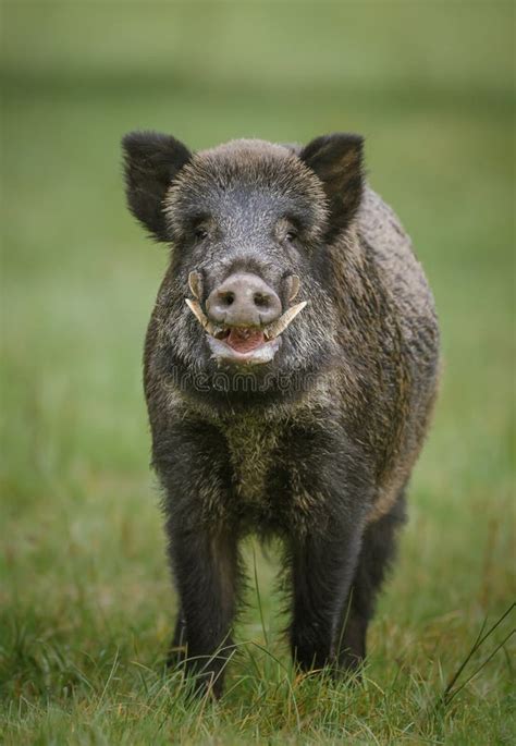 boar traduction|is a boar male pig.